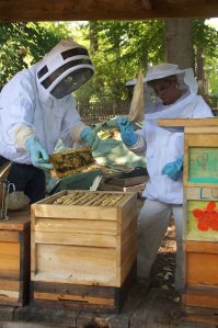 Die Bienen werden mit einer Feder von den Waben gestrichen