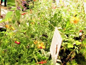 Grüne Gentechnik verbieten